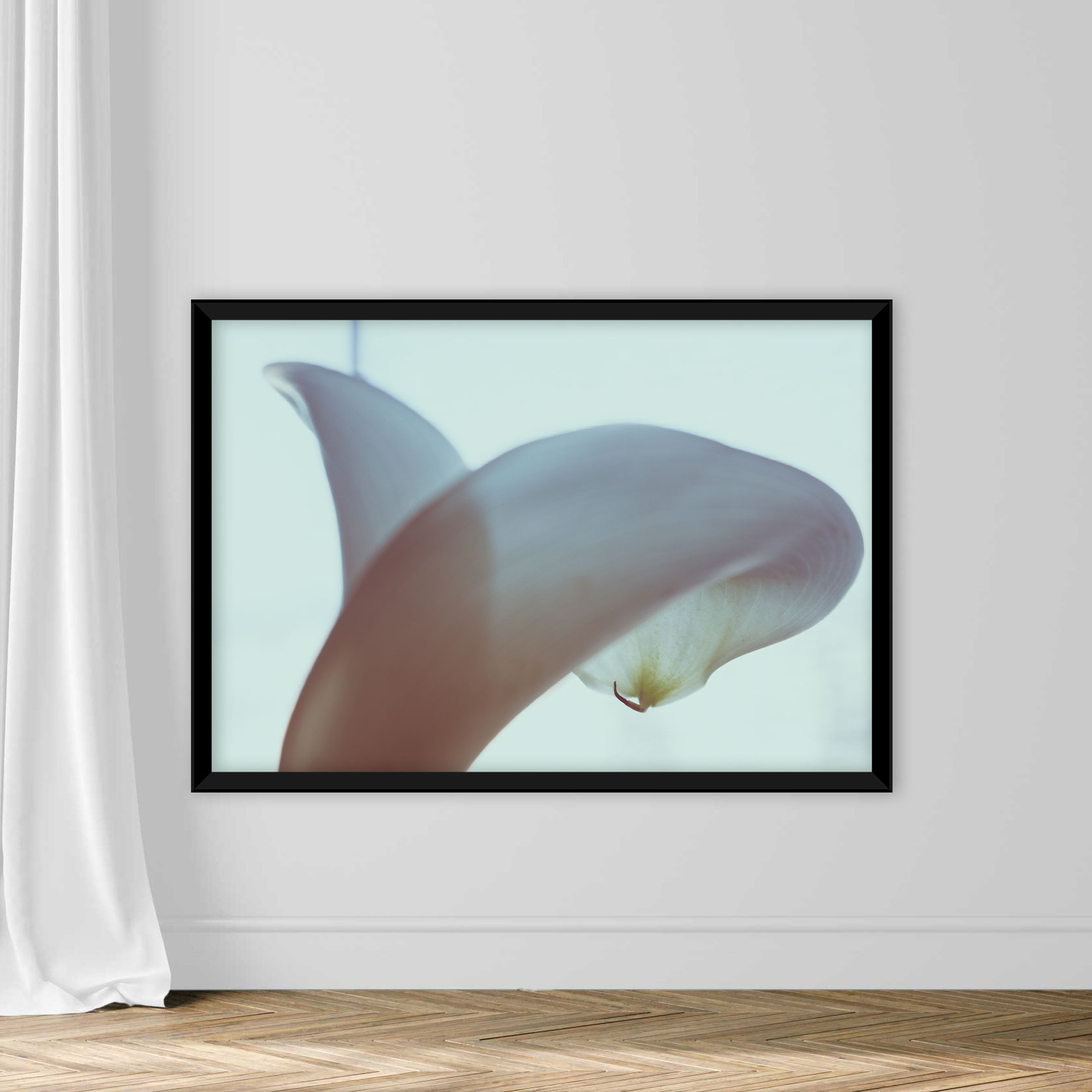 Calla lilly close-up. - Image 3