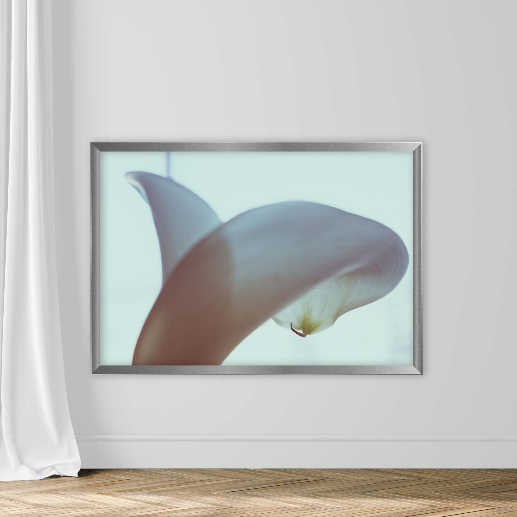 Calla lilly close-up. - Image 4