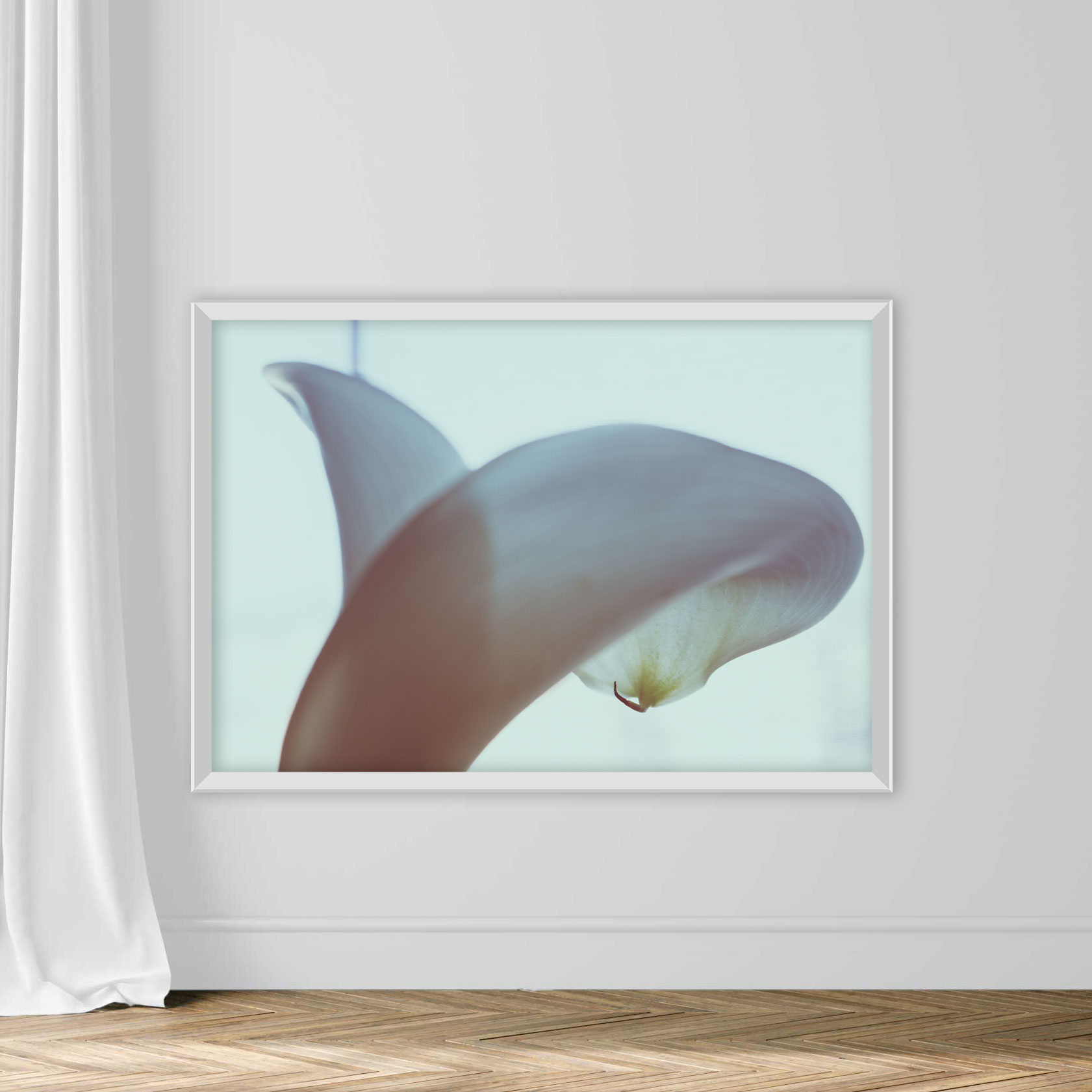 Calla lilly close-up. - Image 2